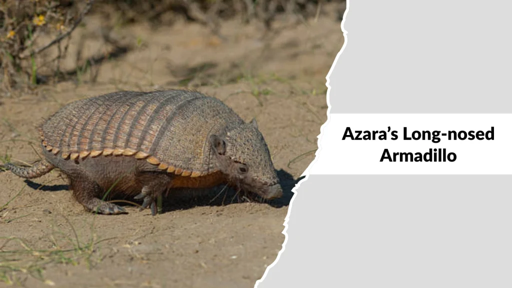 Azara’s Long-nosed Armadillo