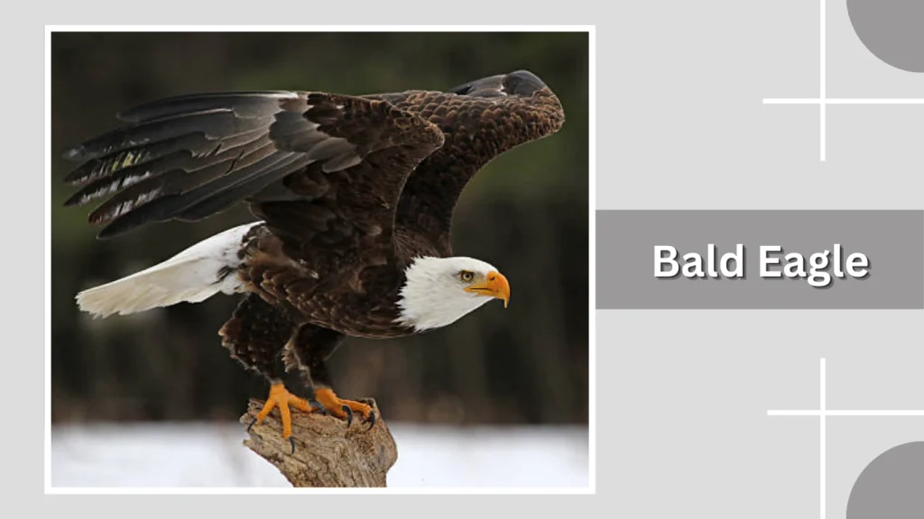 Bald Eagle