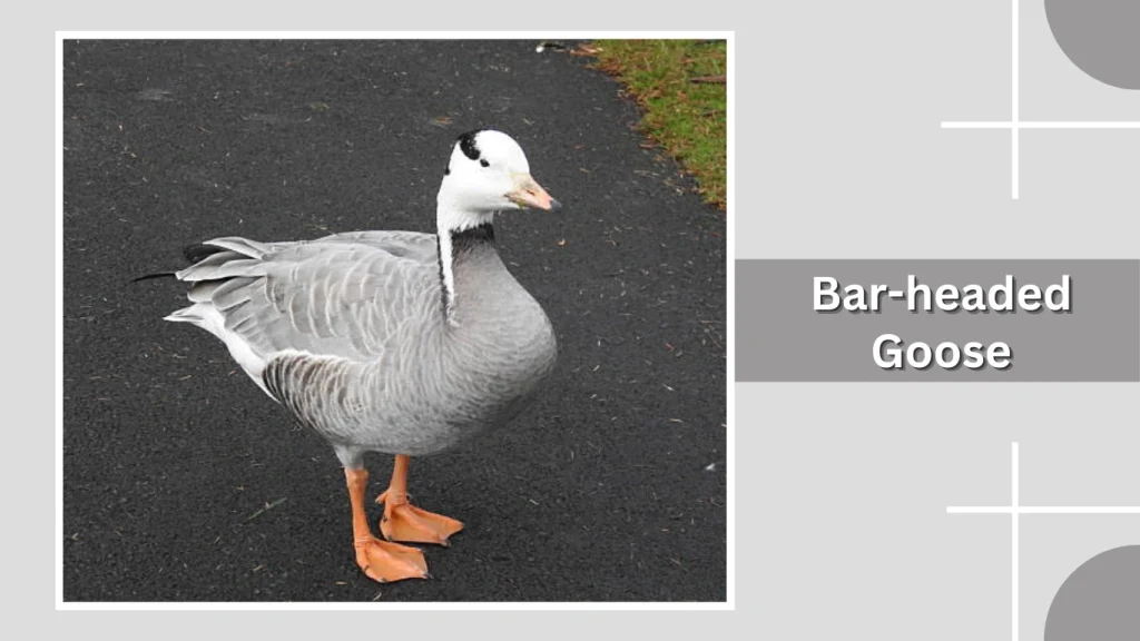 Bar-headed Goose