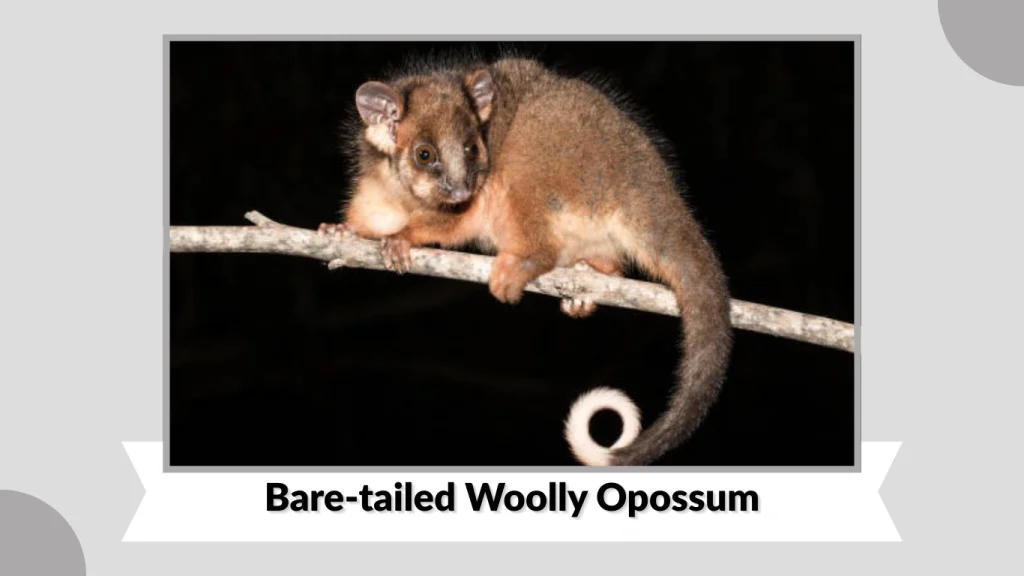 Bare-tailed Woolly Opossum