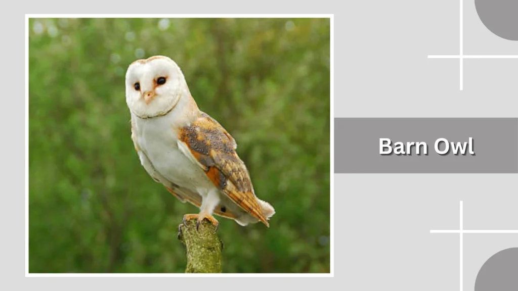 Barn Owl