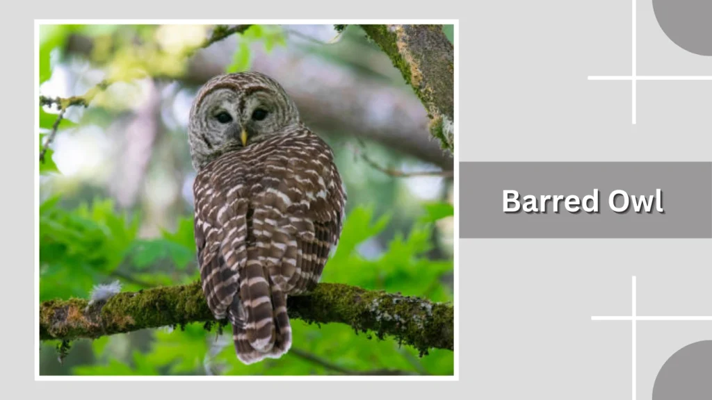 Barred Owl