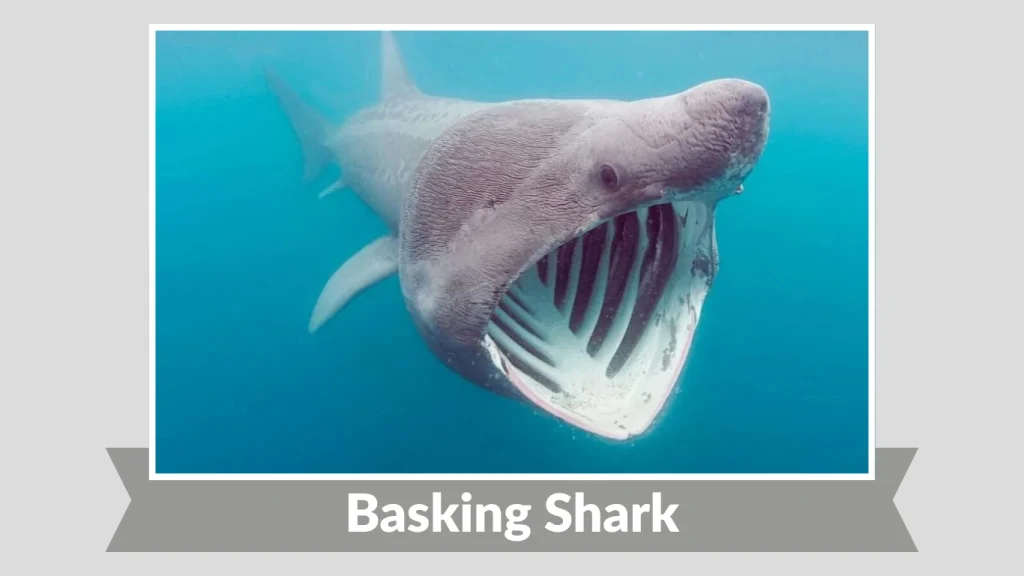 Basking Shark