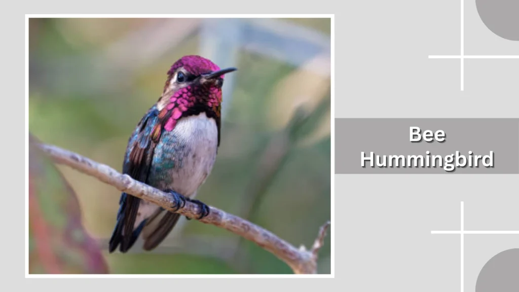 Bee Hummingbird