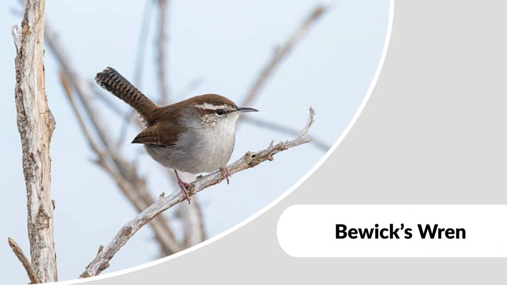 Bewick’s Wren