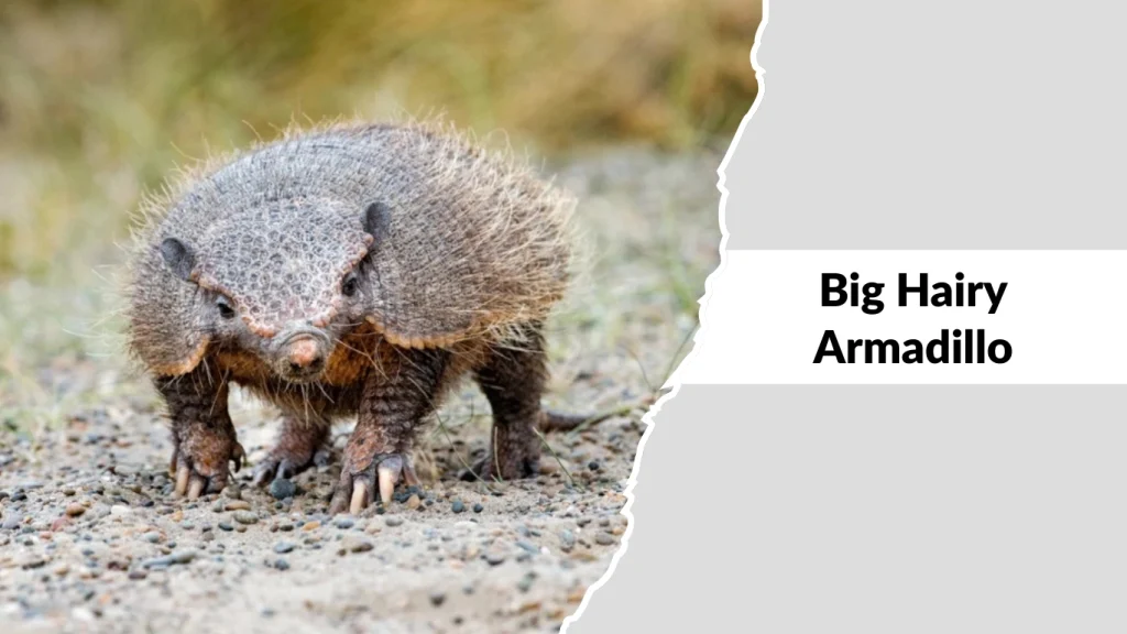 Big Hairy Armadillo