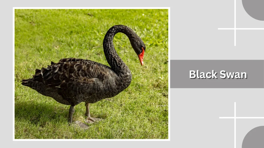 Black Swan