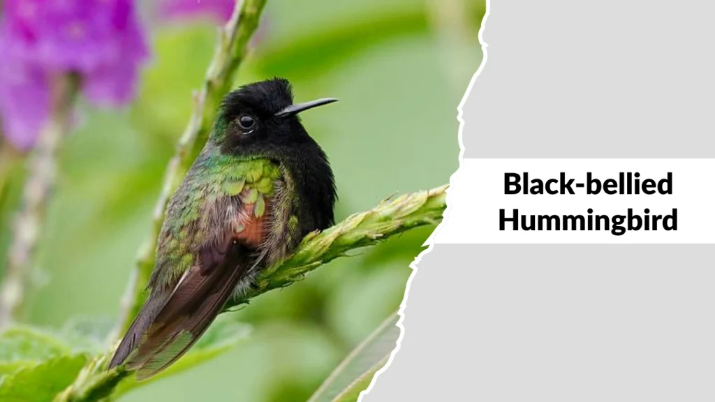 Black-bellied Hummingbird