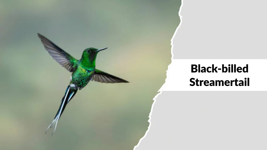 Black-billed Streamertail
