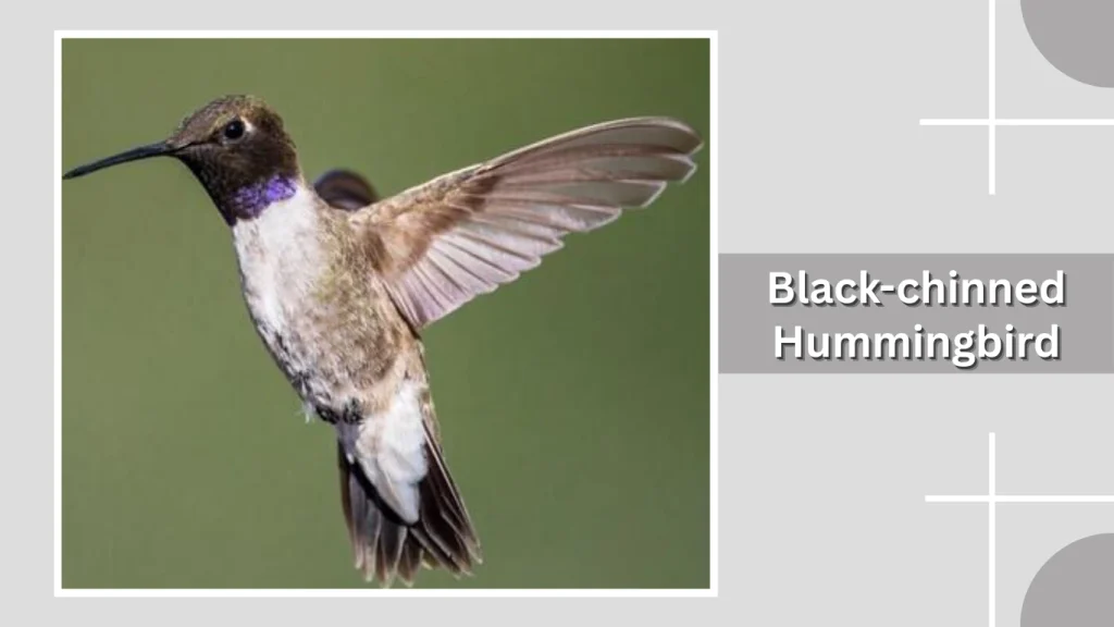 Black-chinned Hummingbird