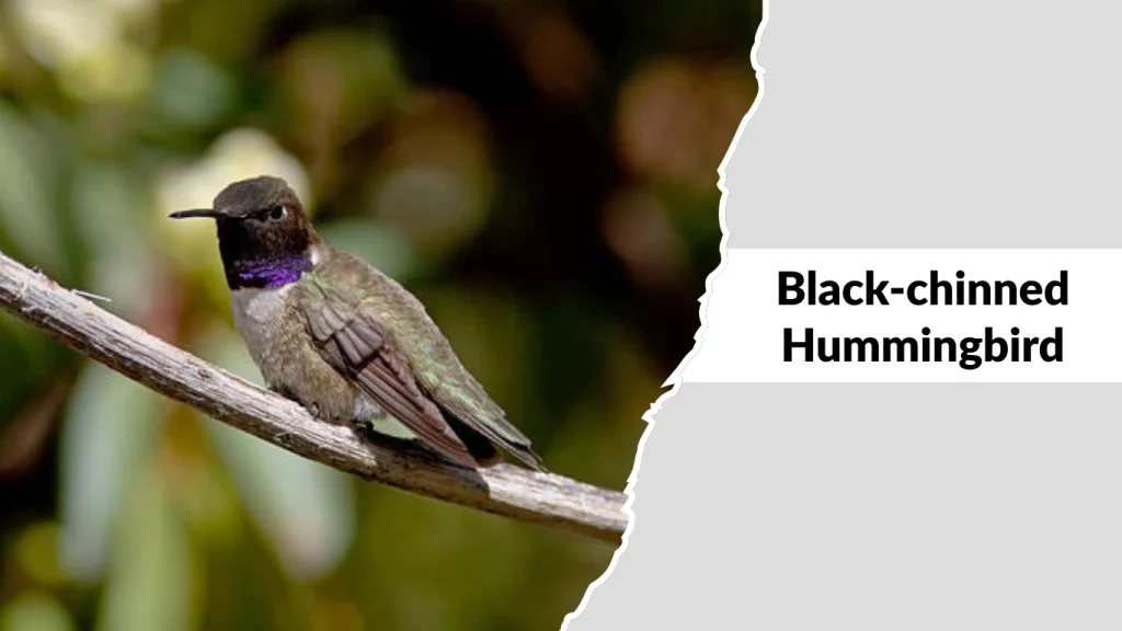 Black-chinned Hummingbirds