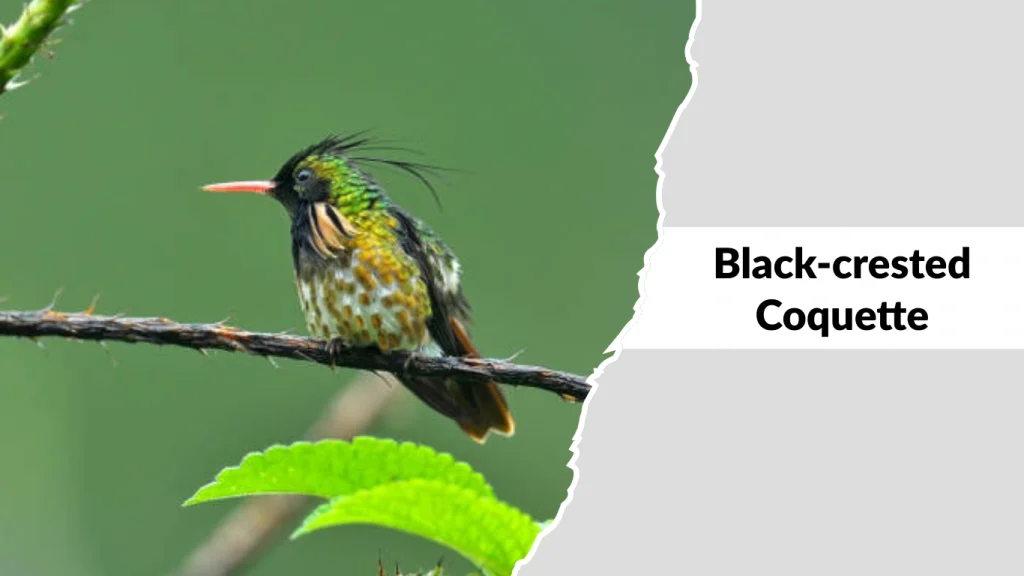 Black-crested Coquette