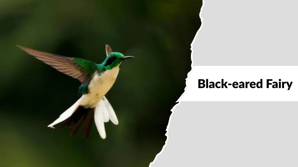 Black-eared Fairy
