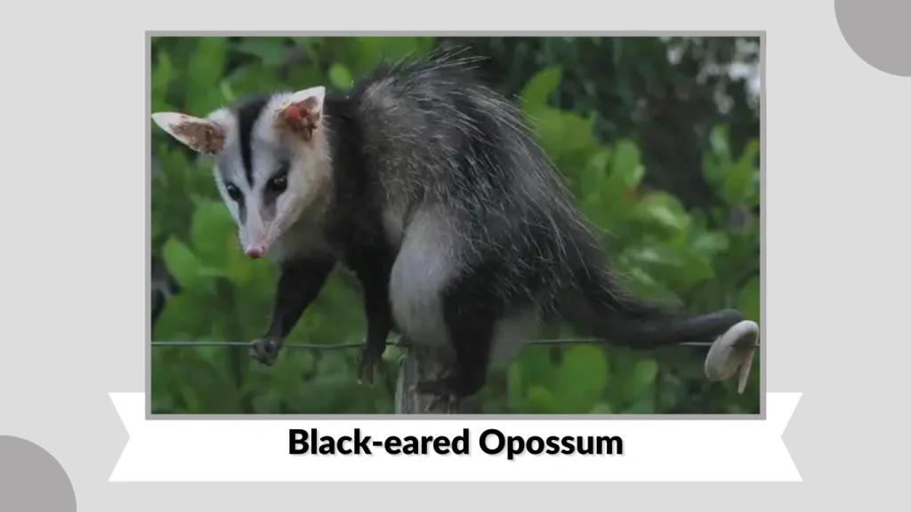Black-eared Opossum