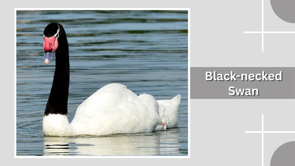 Black-necked Swan