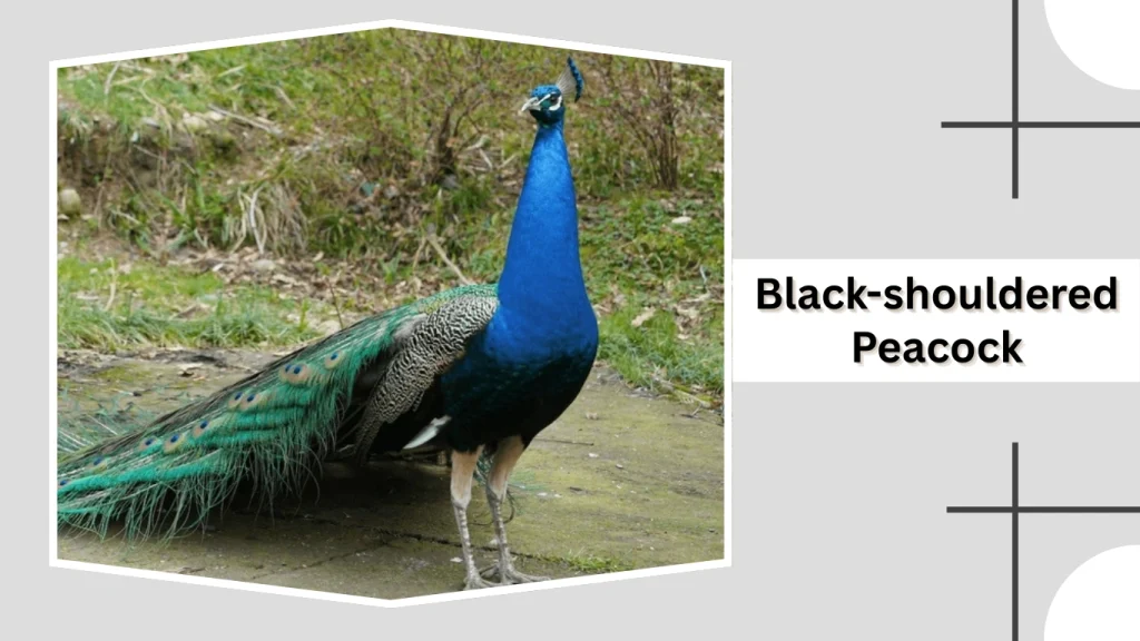 Black-shouldered Peacock