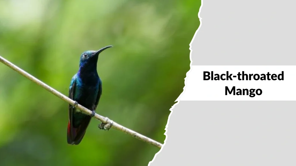 Black-throated Mango