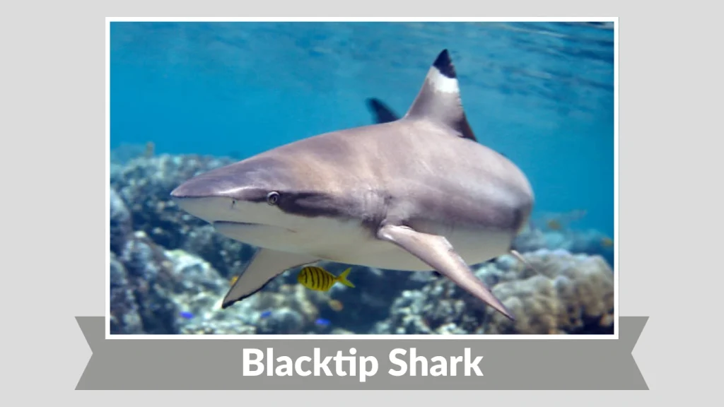 Blacktip Shark