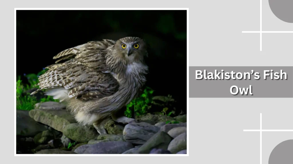 Blakiston’s Fish Owl