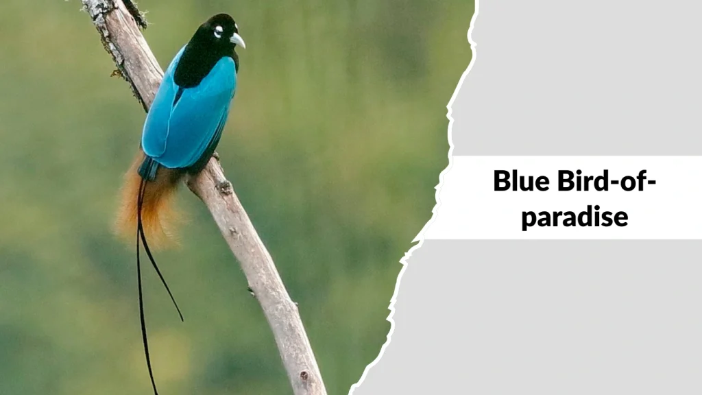 Blue Bird-of-paradise