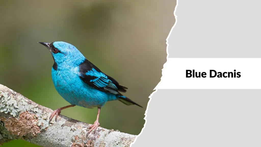 Blue Dacnis