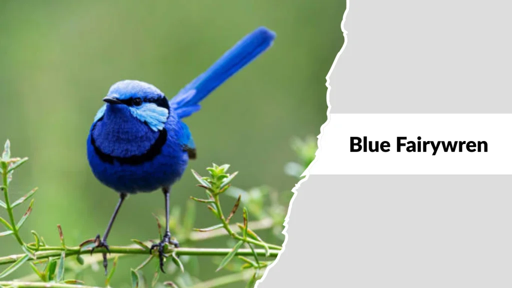 Blue Fairywren