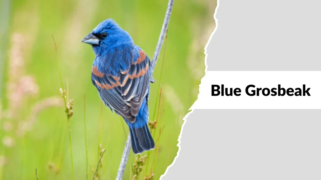 Blue Grosbeak