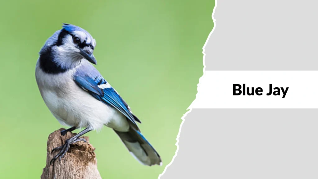 Blue Jay