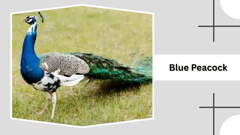 Blue Peacock