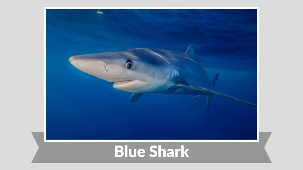 Blue Shark