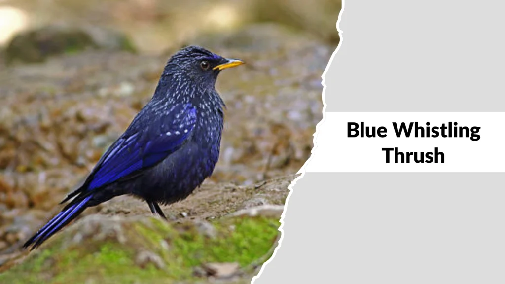 Blue Whistling Thrush