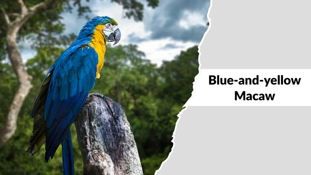 Blue-and-yellow Macaw