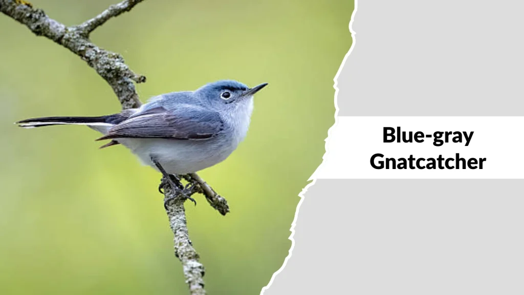 Blue-gray Gnatcatcher