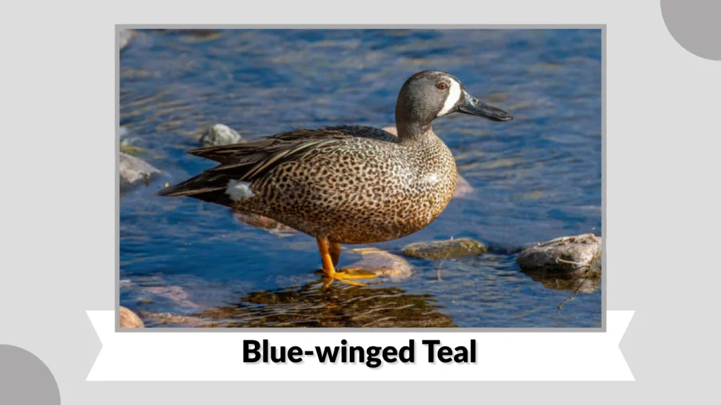 Blue-winged Teal