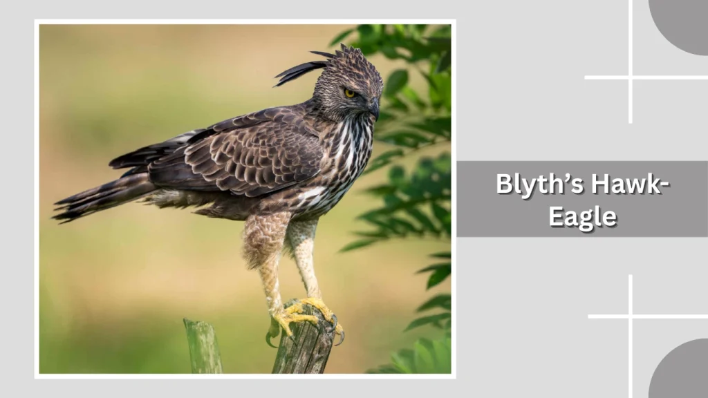 Blyth’s Hawk-Eagle