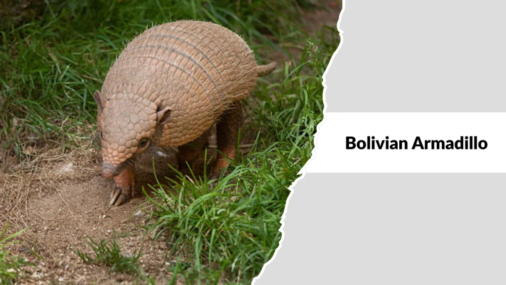 Bolivian Armadillo