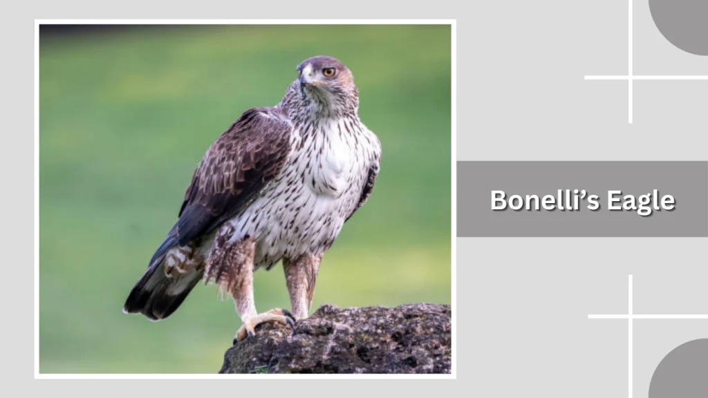 Bonelli’s Eagle