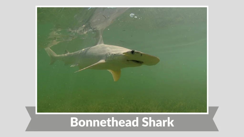 Bonnethead Shark