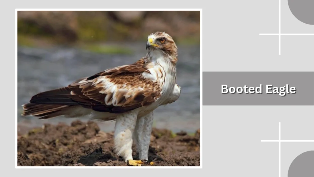 Booted Eagle