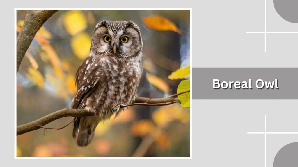 Boreal Owl