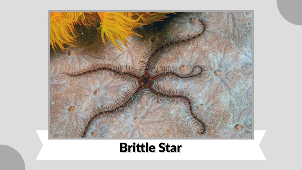 Brittle Star