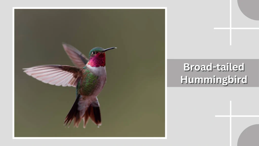 Broad-tailed Hummingbird