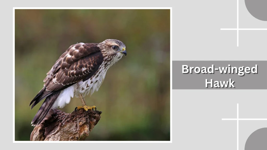 Broad-winged Hawk