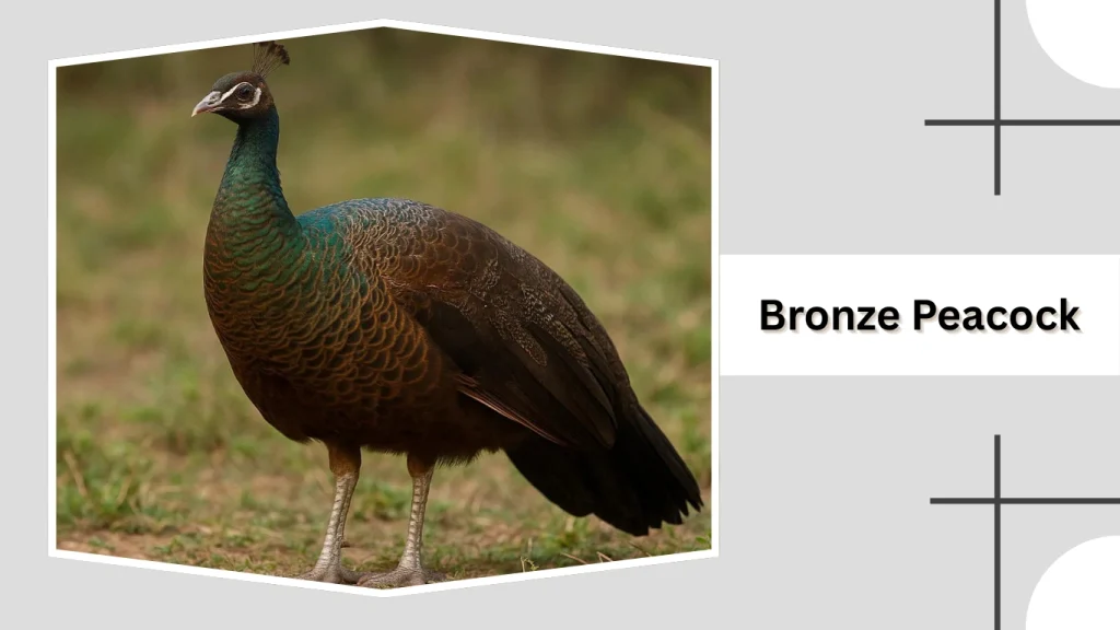 Bronze Peacock