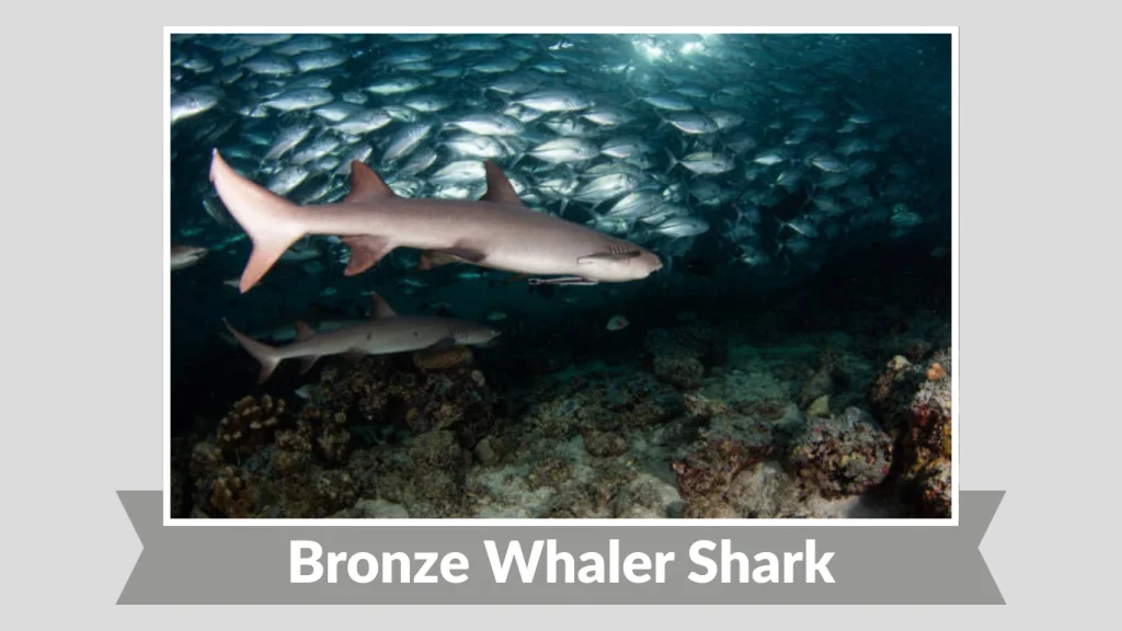 Bronze Whaler Shark