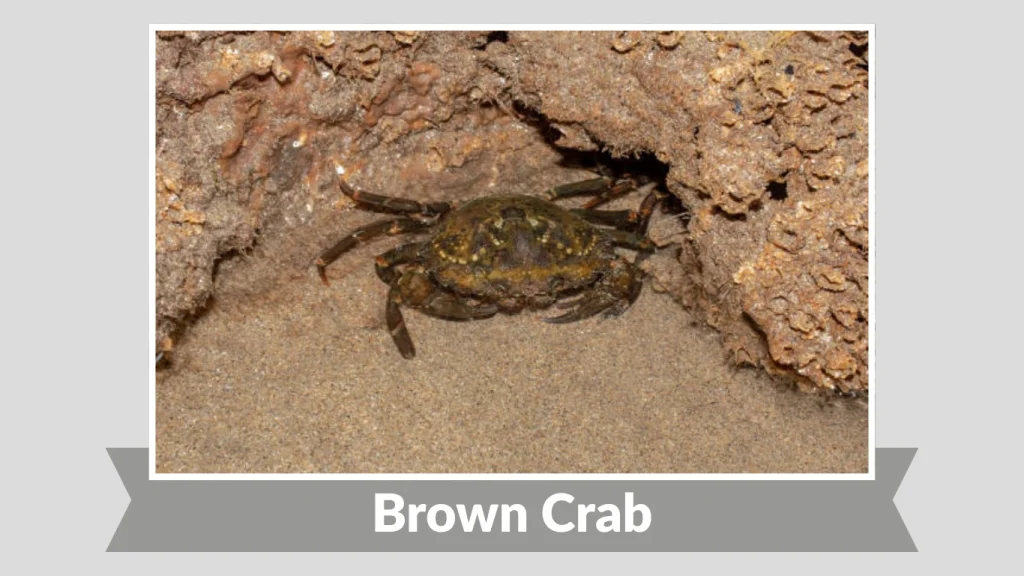 Brown Crab