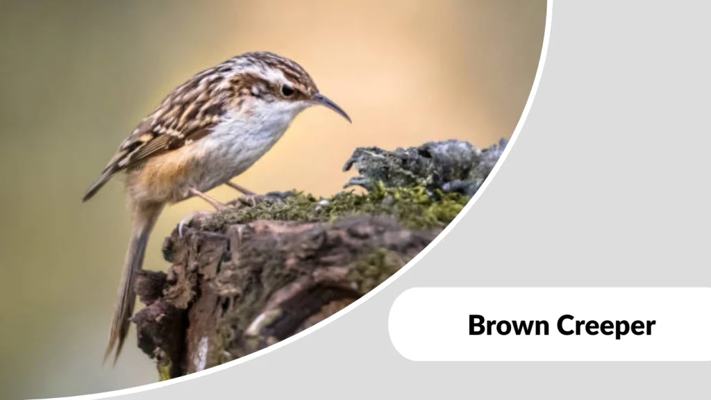 Brown Creeper