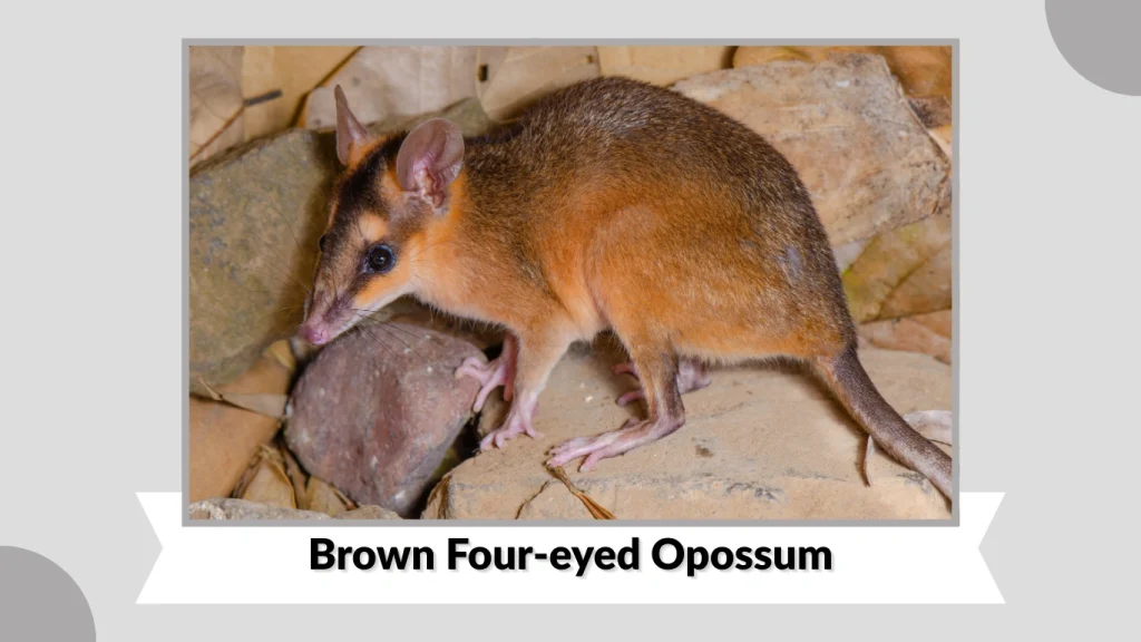 Brown Four-eyed Opossum