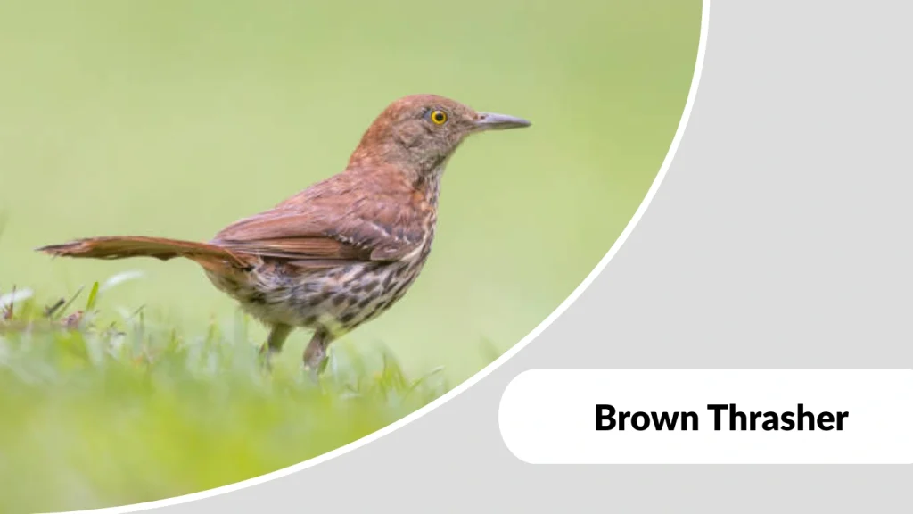 Brown Thrasher