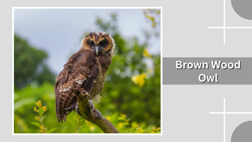 Brown Wood Owl